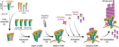 γ-Tubulin in microtubule nucleation and beyond